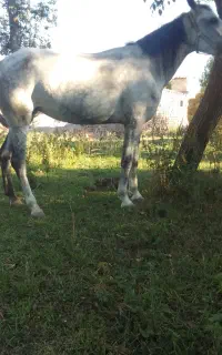 اسب مادیان