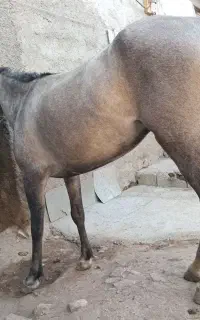 اسب ۳ ساله