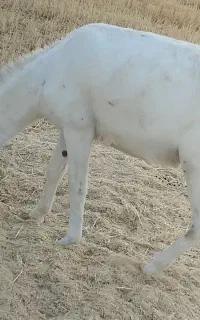 الاغ جوان باری سواری گله ای یخته