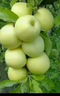 سرکارگری