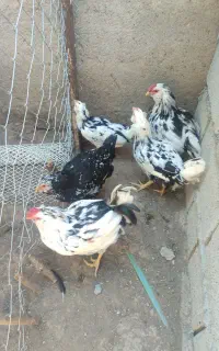 تعداد 3 مرغ و 2 خروس گلین لری 4 ماهه اصیل