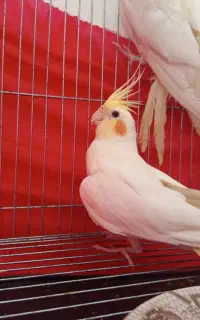 عروس هلندی دم تخم