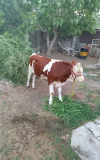 گوساله های بندرترکمن اصیل