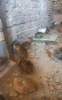 بلدرچین نروماده