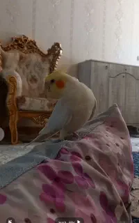 عروس هلندی گم شده