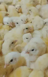 حراج‌ جوجه گوشتی دونه ۵۵ راس امل