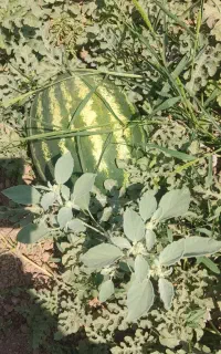 هندوانه شیرین