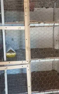 قفس جفتگاه کفتر