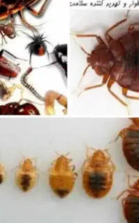 سمپاشی حشرات منزل سوسک،ساس،کنه،در تمام نقاط تضمینی