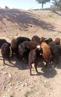 ۱۳راس بره نر افشاری بفروش میرسد