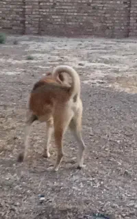 سگ سرابی