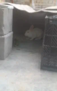 خرگوش ماده حامله
