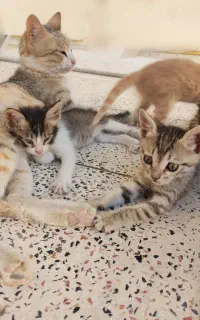 واگذاری رایگان بچه گربه