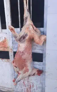 قصاب سیار