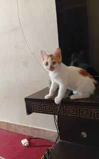 گربه خانگی