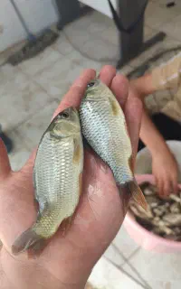 آگهی ماهی بچه پرورشی