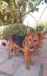 واگذاری رایگان سگ
