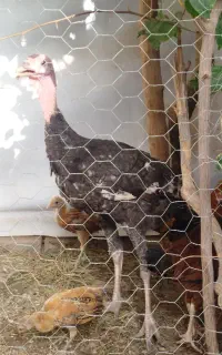 بوقلمون نر