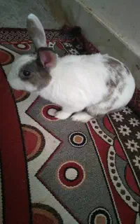 خرگوش نر