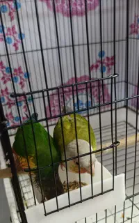 گمشده جفتش خیلی جیغ میزنه