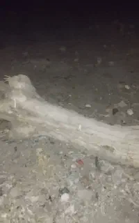 تنه درخت سه نیم متری