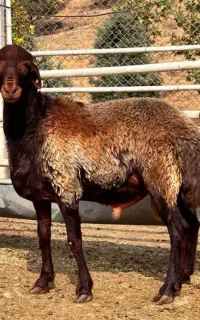 گوسفندمغان چراگاهی/زنده نصفگوشت ضمانت سالمی