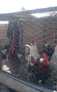 خروس گلین
