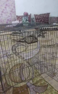 قفس