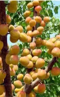 سموم و کود کشاورزی و بازدید رایگان