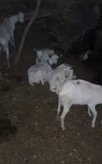 چاوش ماده سانن اصل