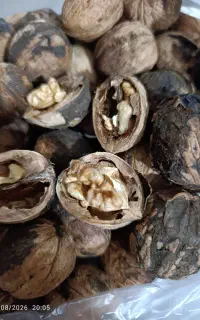 گردو دهبکری