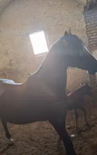 اسب مادیون ترکی