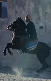 فروش اسب مدارک دار
