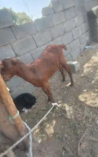کهره ماده نژاد خوب است دوقلو هستش نژادش