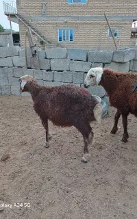 بره نر  فروشی
