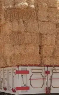 خرید  خرید کاه  گندم  و  کلش و یونجه