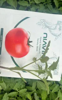 نشا گوجه رقم هیبرید پرعملکرد و تیپ گرد،گوجه ۸۳۲۰