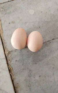 دستگاه از من تخم از شما