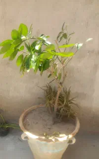 نهال پرتقال لیمو نارنگی