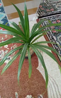 فروش گل