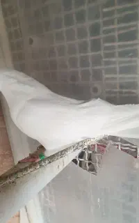 کبوتر نر نوک قنارو چشم نوک سفید