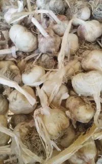 سیر بذری