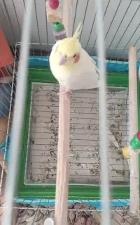 عروس هلندی گم شده