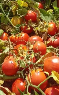 سرکار کشاورزی