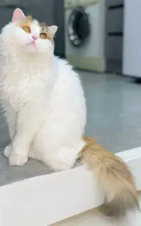 گربه نژاد بریتیش