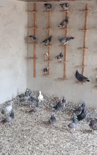 کبوتر پلاکی
