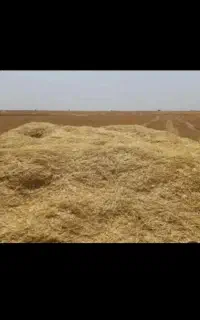 کاه گندم
