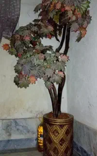 درختچه