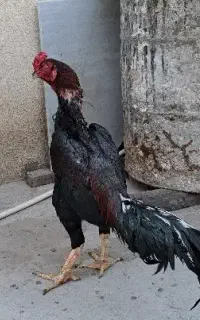 خروس لاری افغان