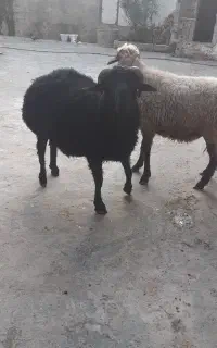نر بره قربانی